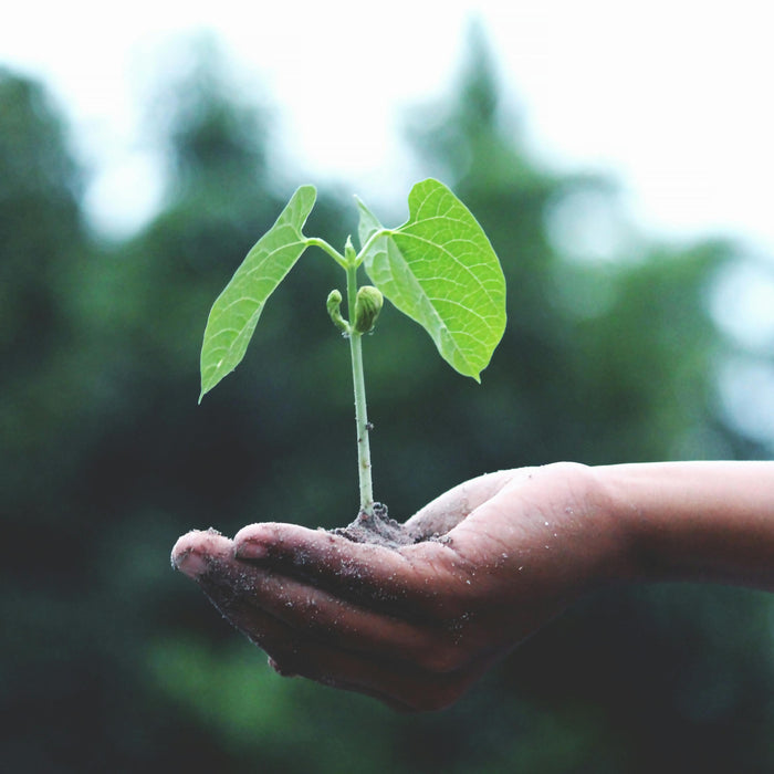 🌱 Unser Nachhaltigkeitsversprechen